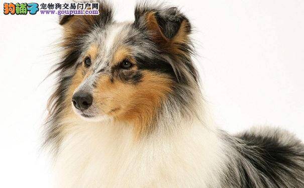 给喜乐蒂牧羊犬清理死毛有哪些技巧