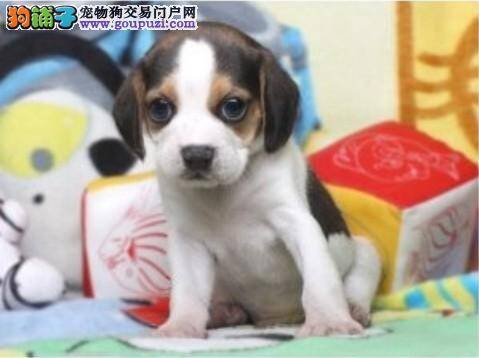 两个月的比格犬患上犬瘟热该怎么办