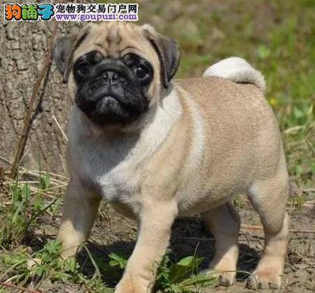 怎样挑选健康的巴哥犬