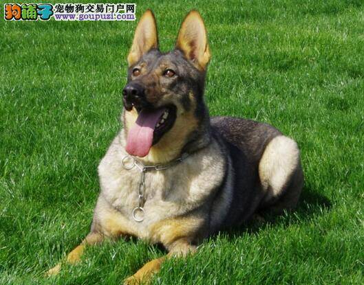 观察呕吐物判断昆明犬呕吐原因及病症