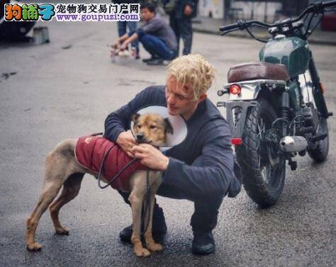 暖心爱狗男！奥兰多上海救援伤犬，直接收编带回家养