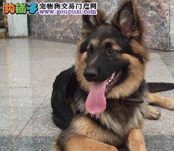 优化训练 德国牧羊犬怎么才能更优秀