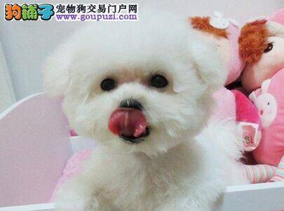买比熊犬最准确的做法