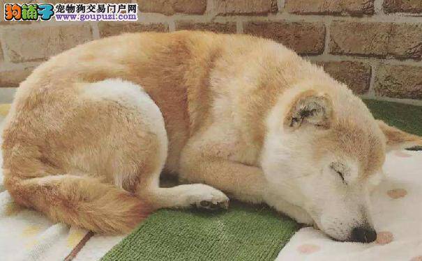 饲养日本柴犬 首先要挑选健康的柴犬幼犬