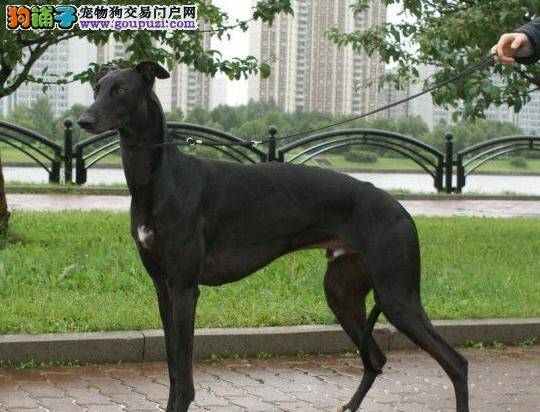 灵缇犬和格力犬的区别和差异