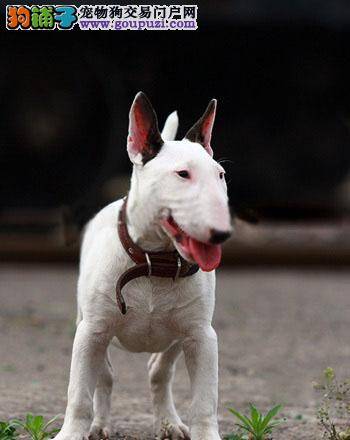 牛头梗这几天不爱喝水如何是好