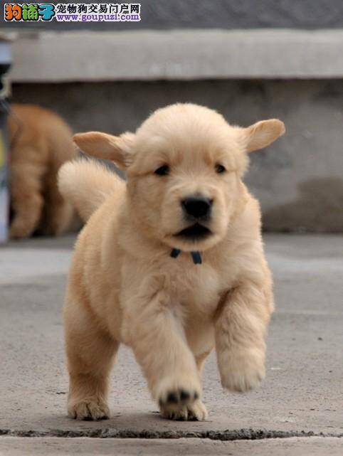 再任性也不能让金毛犬患上“富贵病”