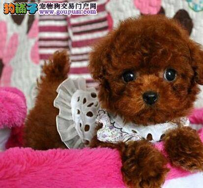 我家贵宾犬把塑料袋吃了没事吧
