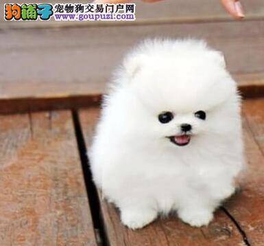 冬季给博美犬洗澡，保暖最关键