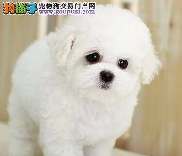 比熊犬抽搐，四肢无力，口吐白沫没事吧