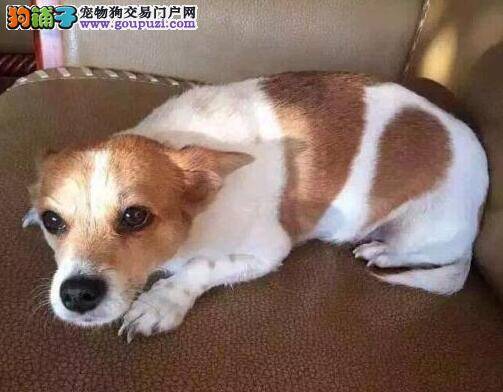 爱犬丢失主人悬赏十万寻找 好心人救助分文不要