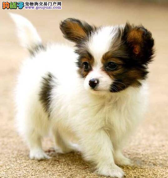 购买蝴蝶犬前你一定要了解的几大方面