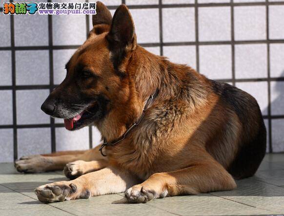 接触自然 和狼狗一起出游爬山应当注意的事情