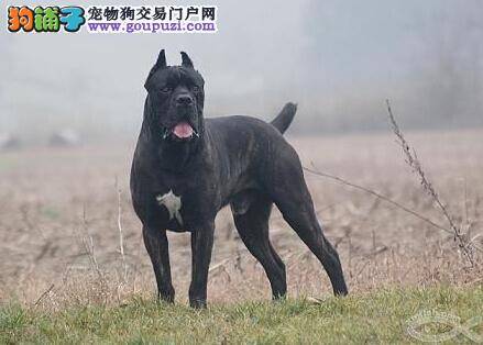 关于卡斯罗犬美容步骤与程序的知识问答