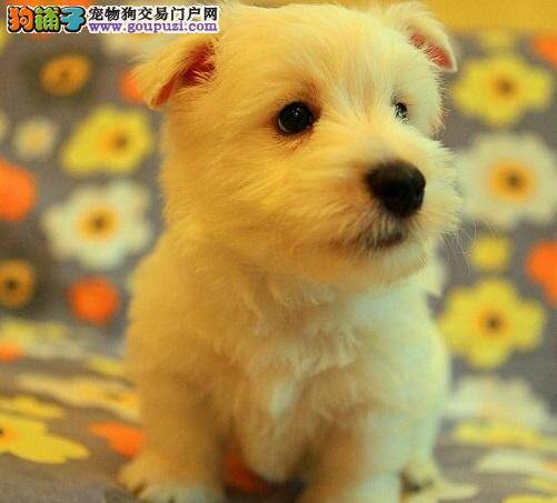 西高地一天到晚的总是叫个不停应如何解决