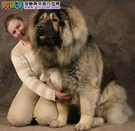 如何选购更容易 挑选高加索犬有方法