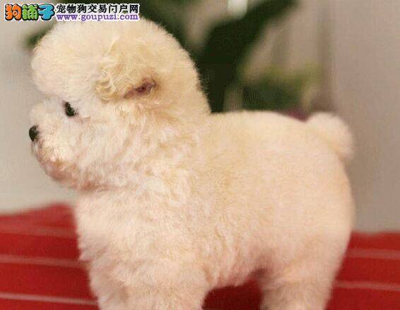 贵宾犬最近又拉又吐没事吧 求解答