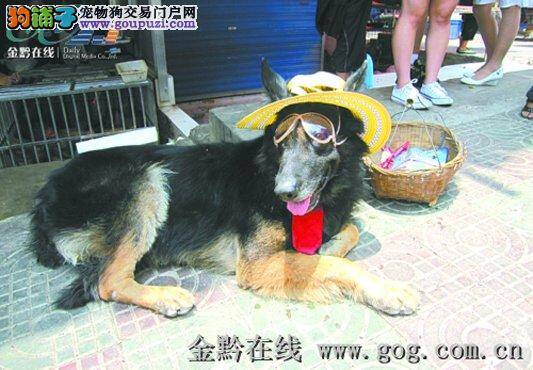 爱犬咬住毒蛇不肯松口 舍命保护主人