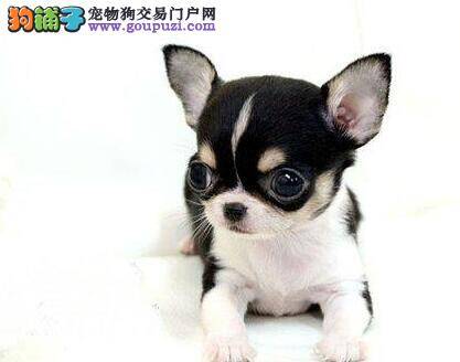 吉娃娃没精神，没食欲是什么情况