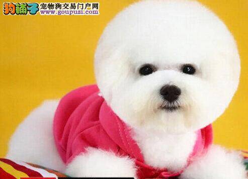 比熊犬肥胖会出现的健康问题  和减肥方法