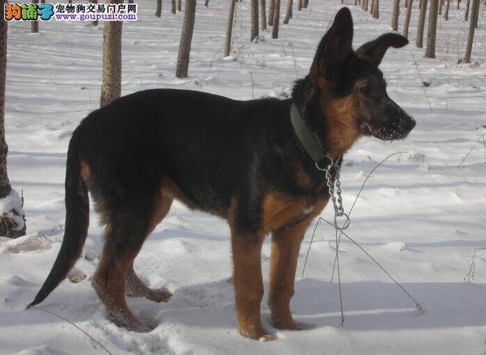 简单了解一下昆明犬的性格特点与犬种特征