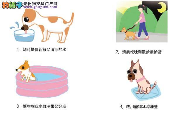 斗牛犬夏季消暑4大招