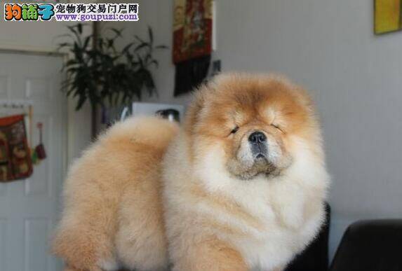 狗狗洗澡后，怎样做到很好的梳理毛发