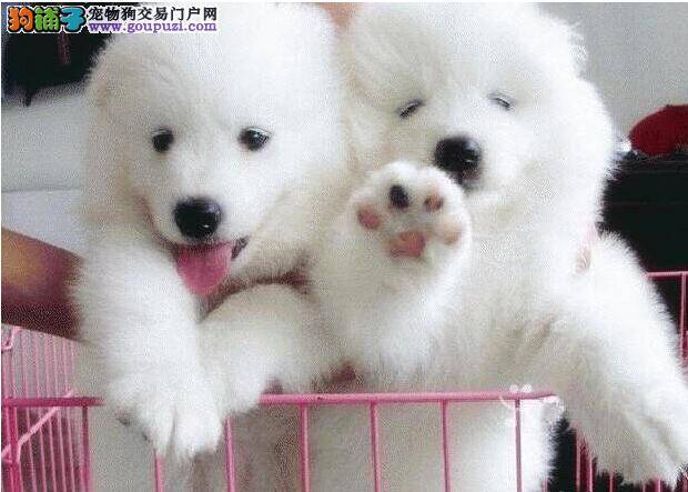 关于萨摩耶挑食的重要解决方法