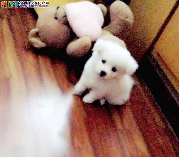 购买银狐犬时狗贩子常用的几大损招
