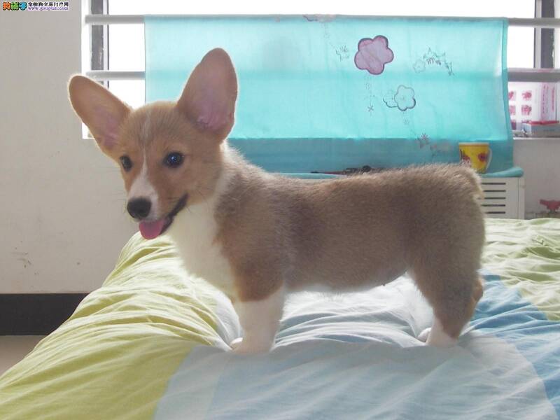 高品质柯基幼犬应该具备的九大特点