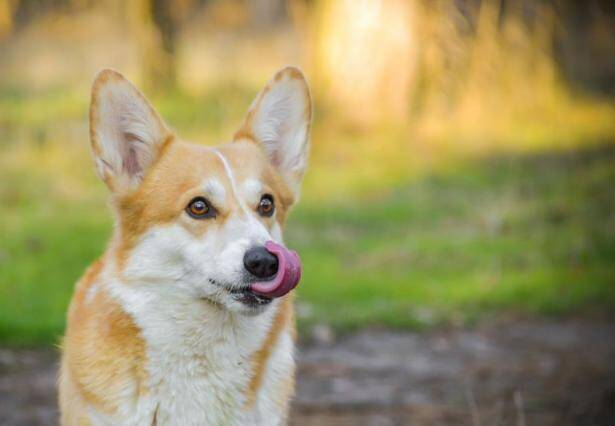 判断柯基犬的好坏，可以从这4点来看