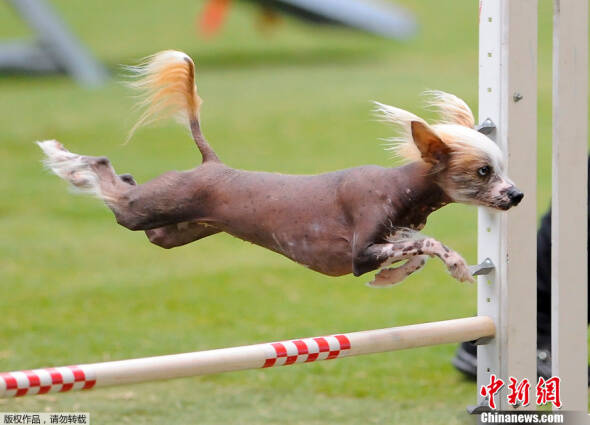 美国“普里纳狗狗运动会”狗狗们的风采