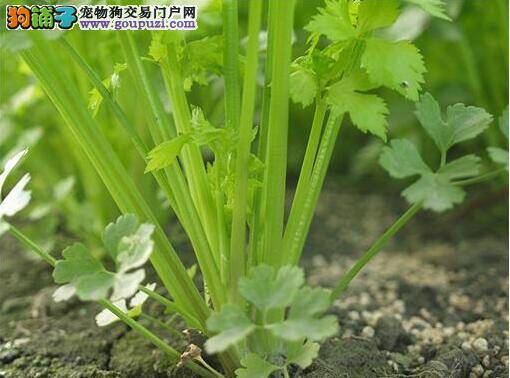 狗狗易焦躁?吃「天然镇静剂」芹菜有效