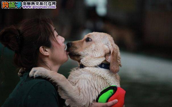 拉布拉多犬扑人怎么办 驯服拉拉扑跳的坏习惯