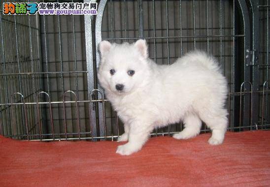 我家银狐犬睡觉的时候抽筋了是生病了吗