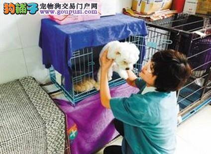 深圳有望推广一站式办理犬证 加强辖区养犬管理工作