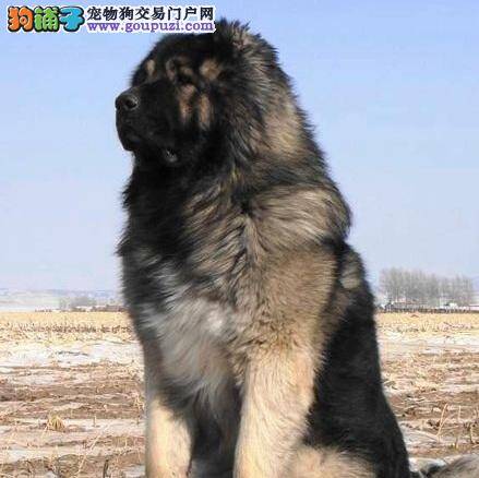世界上体型最大的狗高加索犬