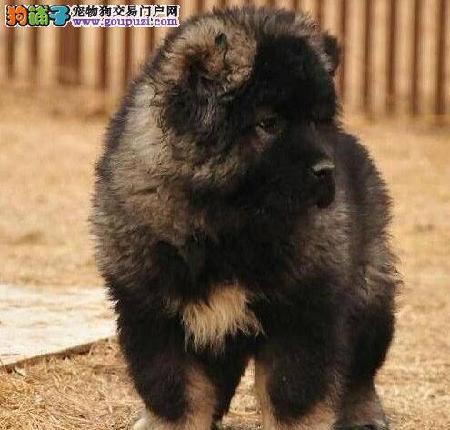 三个月的高加索犬吃什么样的狗粮最好