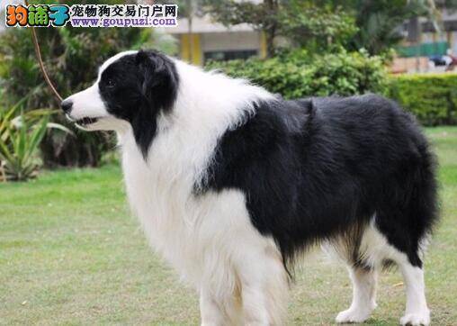 怎样照顾二十多天的边境牧羊犬