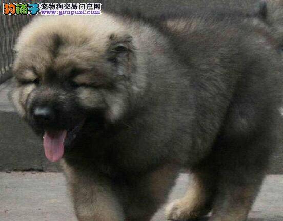 买高加索犬如何才能称得上好