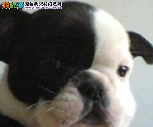 医学宝典之斗牛犬小便带血是什么问题