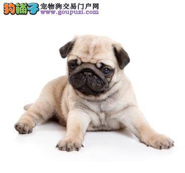 具备怎样特征的巴哥犬才值得购买