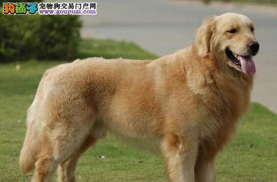 饲养巧方法 喂养金毛犬期间谨记两个要点