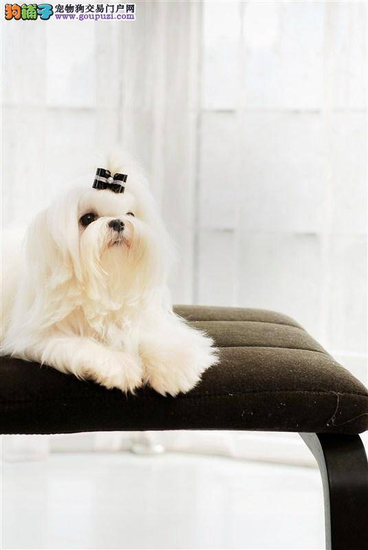 我家马尔济斯犬嘴角起了个泡怎么办
