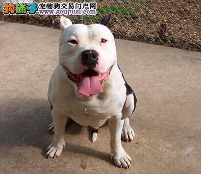 护理小技巧 比特犬的美容与护养