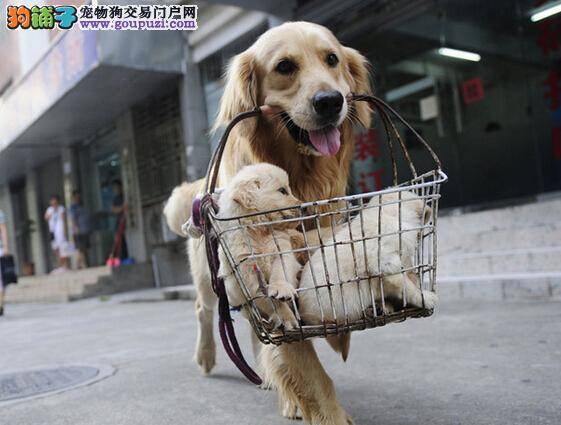 定期打理宠物犬舍 金毛犬保证延年益寿