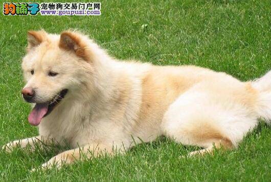 认识秋田犬肛门腺 清理只需五步骤