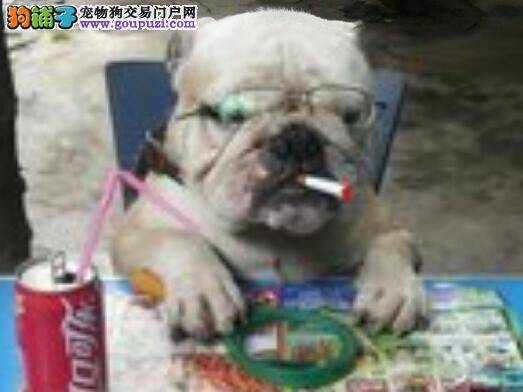 生命在于运动 怎样锻炼斗牛犬最科学