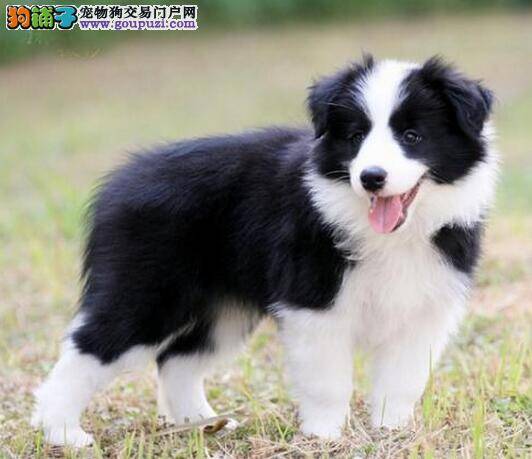 边境牧羊犬呕吐黄绿色液体是怎么了