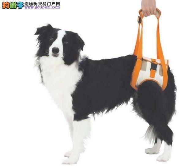 边境牧羊犬骨刺治疗